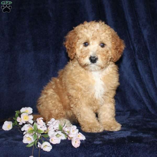 Darlene, Mini Goldendoodle Puppy