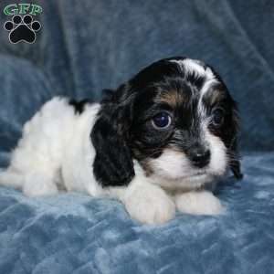 Abby, Cavapoo Puppy