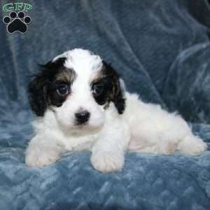 Ava, Cavapoo Puppy