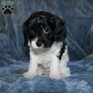 Amber, Cavapoo Puppy