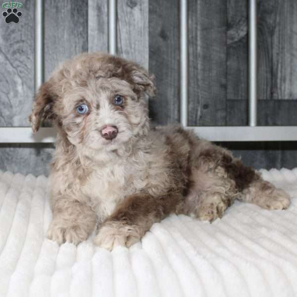 Larry, Mini Aussiedoodle Puppy