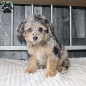 Laura, Mini Aussiedoodle Puppy