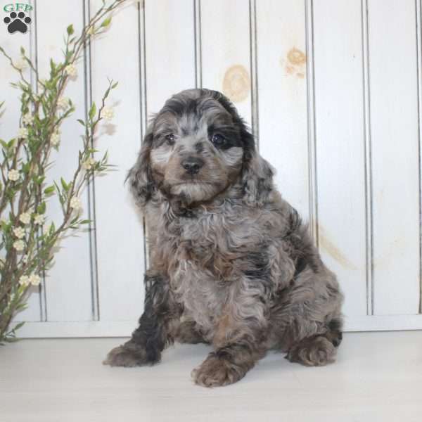 Roscoe, Cavapoo Puppy