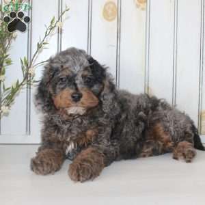 Romeo, Cavapoo Puppy