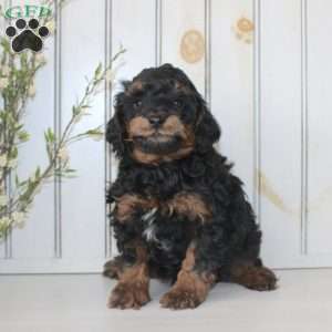 Rover, Cavapoo Puppy