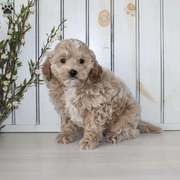 Riley, Cavapoo Puppy