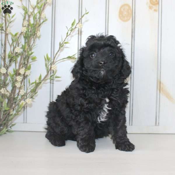 Raine, Cavapoo Puppy