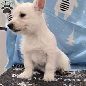 Liz, West Highland Terrier Puppy
