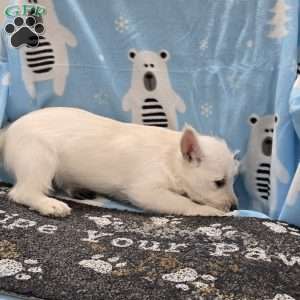 Liz, West Highland Terrier Puppy