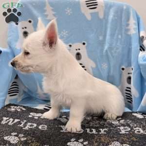 Liz, West Highland Terrier Puppy