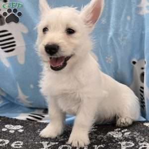 Liz, West Highland Terrier Puppy