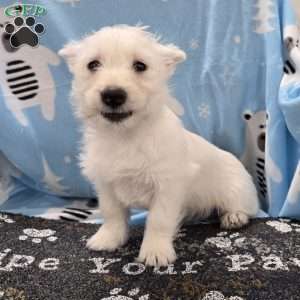 Liz, West Highland Terrier Puppy