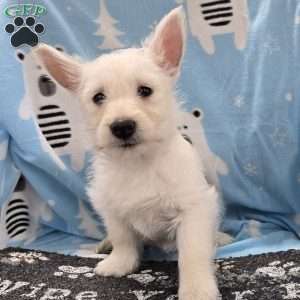 Liz, West Highland Terrier Puppy