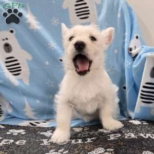 Liz, West Highland Terrier Puppy