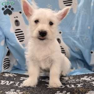 West Highland White Terrier (Westie) Puppies For Sale In Saint Petersburg, FL