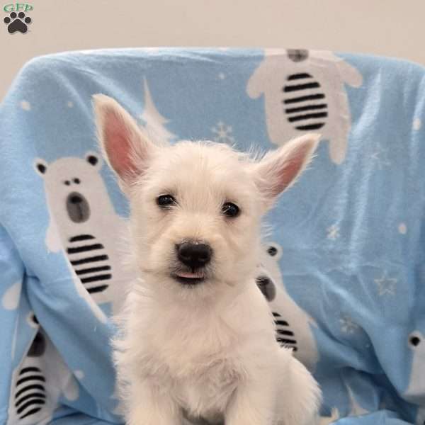 Liz, West Highland Terrier Puppy
