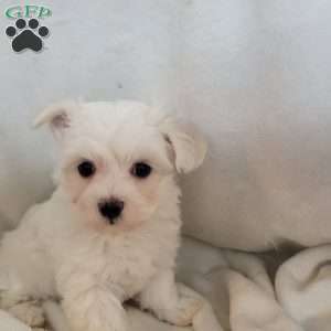 Dasy, Maltese Puppy