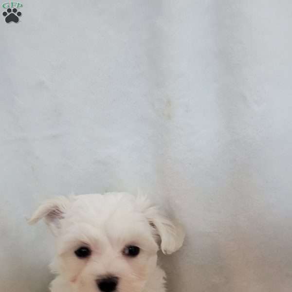 Dasy, Maltese Puppy