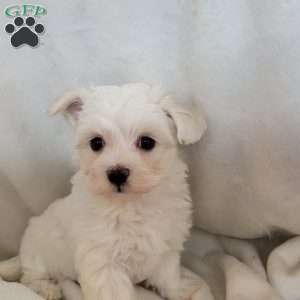 Dasy, Maltese Puppy