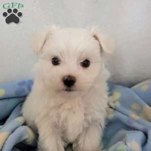 Demi, Maltese Puppy