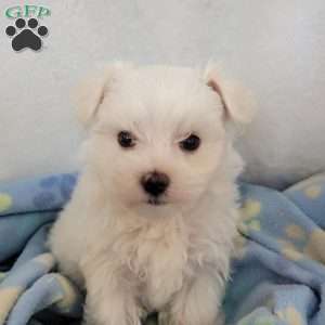 Demi, Maltese Puppy
