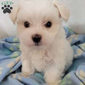 Demi, Maltese Puppy