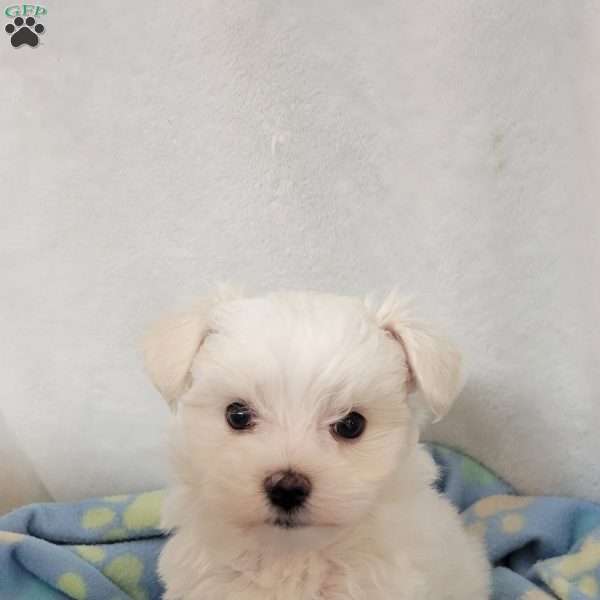 Demi, Maltese Puppy