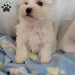 Duches, Maltese Puppy