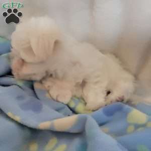 Duches, Maltese Puppy
