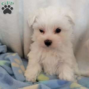 Duches, Maltese Puppy