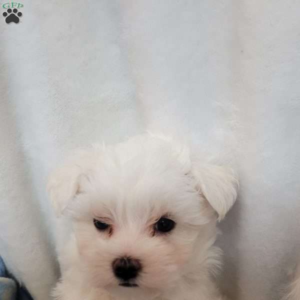 Duches, Maltese Puppy