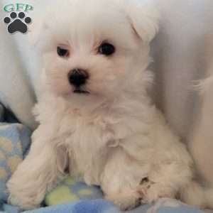 Duches, Maltese Puppy