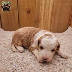 Milton, Mini Bernedoodle Puppy