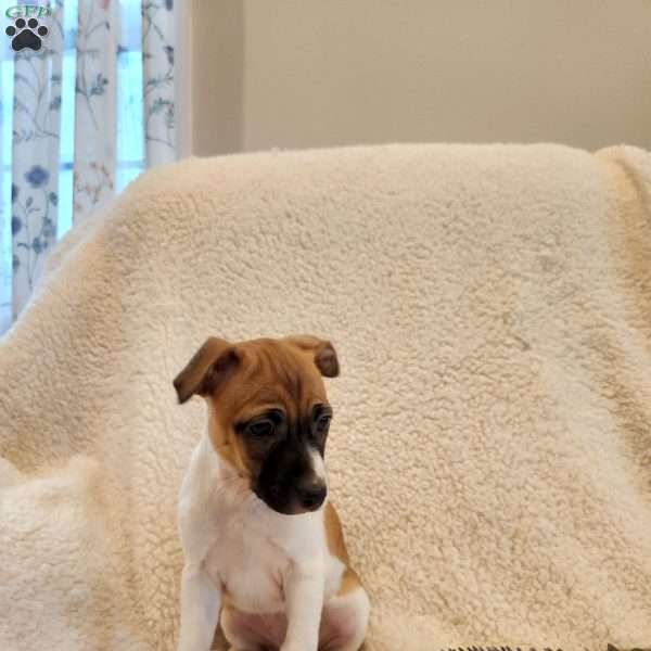 Luna, Rat Terrier Mix Puppy
