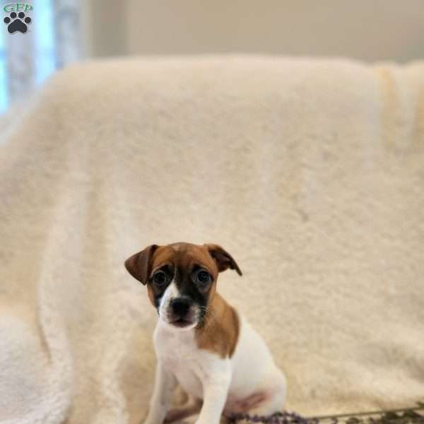 Ruby, Rat Terrier Mix Puppy