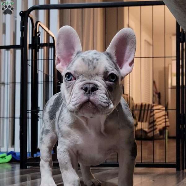 Tonka, French Bulldog Puppy