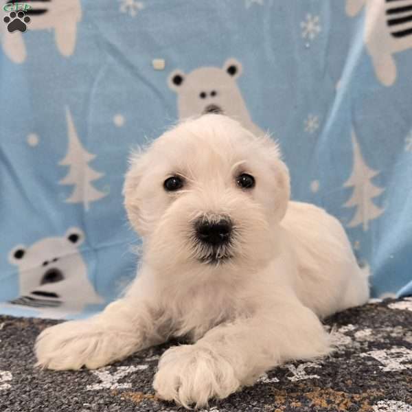 Patrick, Miniature Schnauzer Puppy