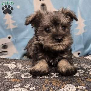 Paula, Miniature Schnauzer Puppy