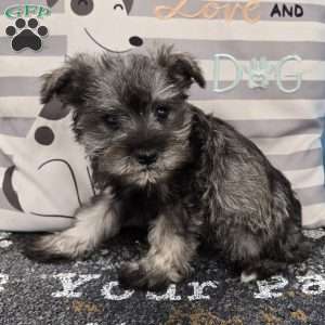 Paula, Miniature Schnauzer Puppy