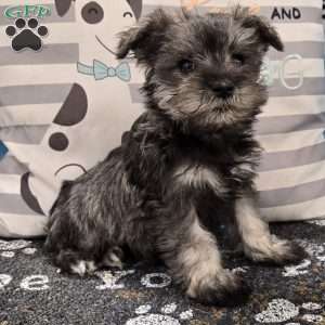 Paula, Miniature Schnauzer Puppy