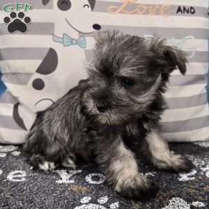 Paula, Miniature Schnauzer Puppy