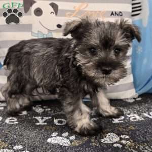 Paula, Miniature Schnauzer Puppy