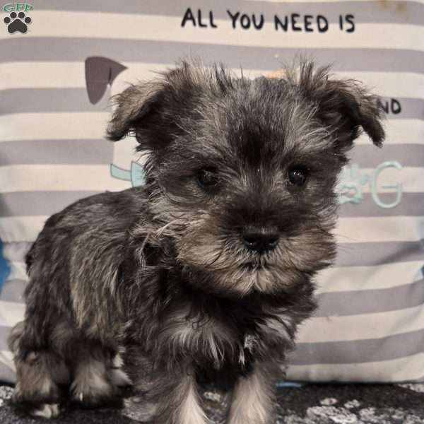 Paula, Miniature Schnauzer Puppy