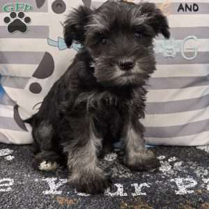 Pearl, Miniature Schnauzer Puppy
