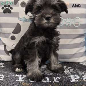 Pearl, Miniature Schnauzer Puppy