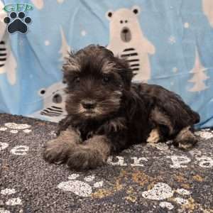 Pearl, Miniature Schnauzer Puppy