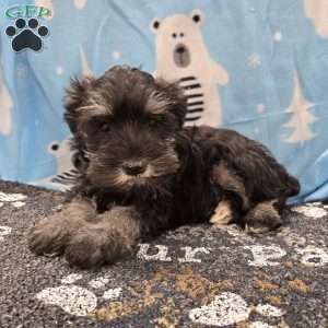 Pearl, Miniature Schnauzer Puppy