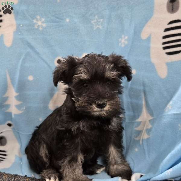 Pearl, Miniature Schnauzer Puppy