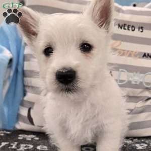 Boyd, West Highland Terrier Puppy