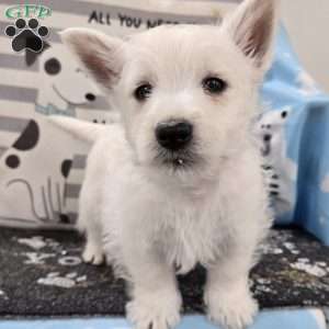 Boyd, West Highland Terrier Puppy